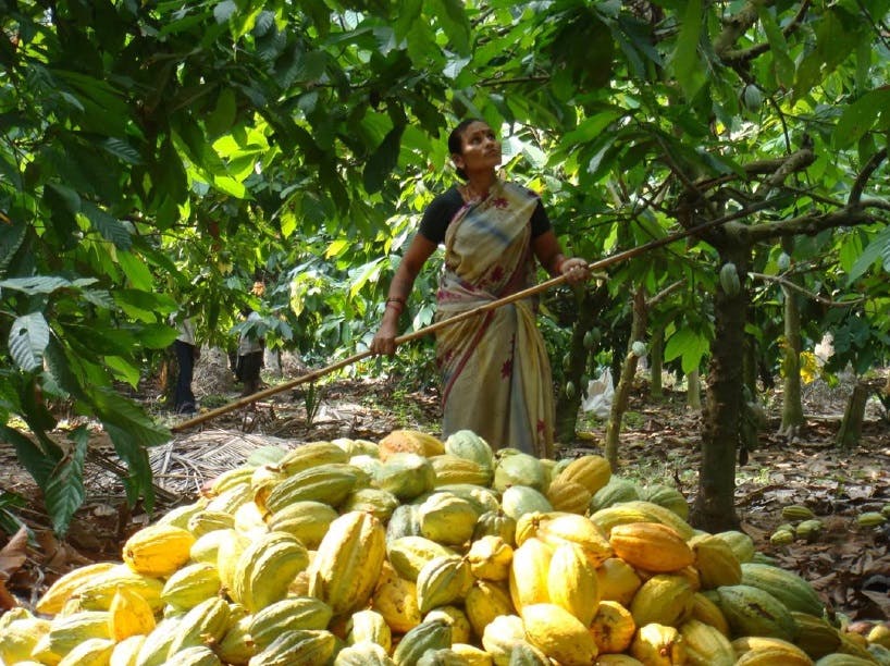 Cocoa Harvest