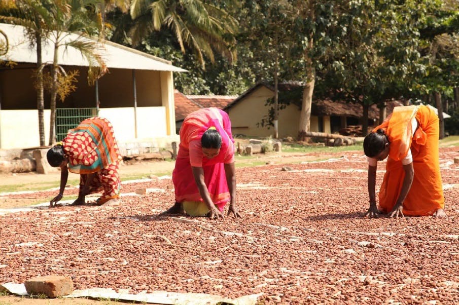 Cocoa SunDrying